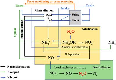 CH4 and N2O Emissions From Cattle Excreta: A Review of Main Drivers and Mitigation Strategies in Grazing Systems